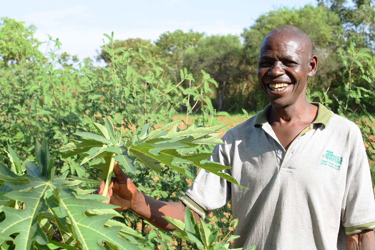 Thomas started our program in 2015. Today, he grows more than a dozen marketable products under the shade of 3,740 trees. Now that’s what we call transformation!

Read more from Thomas’ Forest Garden today: bit.ly/3OS7hPd

#TransformationTuesday #LetsGetPlanting