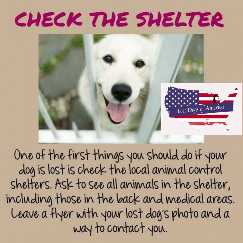 ift.tt/Gpta5xB ift.tt/3nMAsFL ift.tt/AV2FcBn Lost Dogs Georgia Always check the shelter if your dog is lost. Check back as often as you can and never rely on shelter staff to contact you. They are busy and may miss a match! May 30, 2023 at 12:25PM