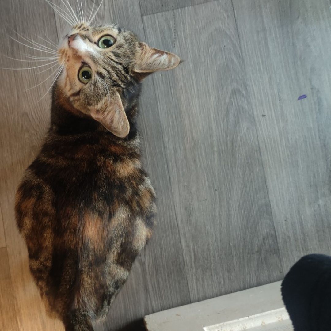PDSA_HQ's tweet photo. Nine-year-old #cat Pikachu is feeling herself again after having her 1.2kg infected uterus removed 🙀
Suffering from #Pyometra, a life-threatening infection of the womb, she needed urgent surgery to remove her uterus 😔
Luckily, the surgery went well and she's on the mend 🥰 https://t.co/pBayg6oYiJ