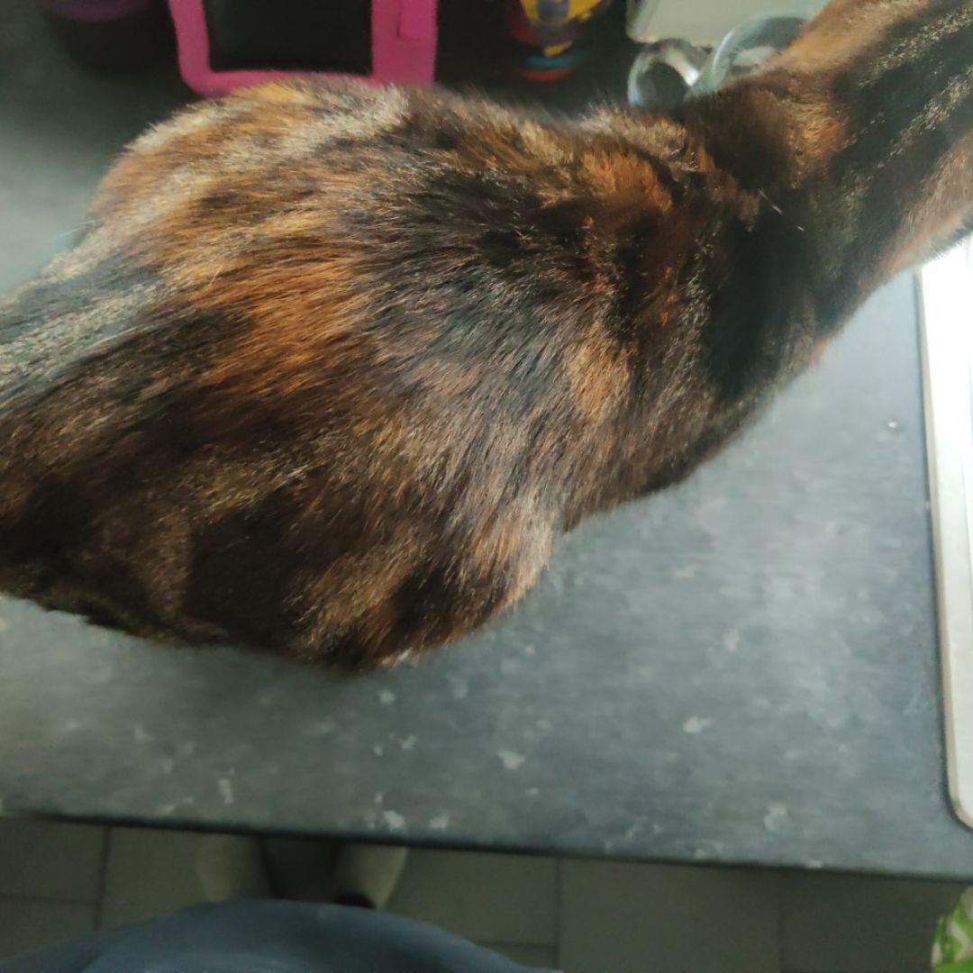 PDSA_HQ's tweet photo. Nine-year-old #cat Pikachu is feeling herself again after having her 1.2kg infected uterus removed 🙀
Suffering from #Pyometra, a life-threatening infection of the womb, she needed urgent surgery to remove her uterus 😔
Luckily, the surgery went well and she's on the mend 🥰 https://t.co/pBayg6oYiJ