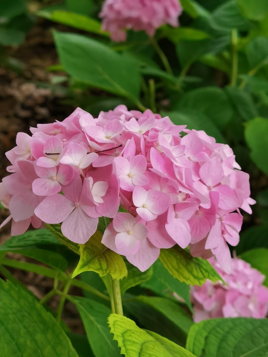 MingVlog's tweet photo. Send you beautiful flowers, bless you happy every day! https://t.co/ZeUlWf8EKr