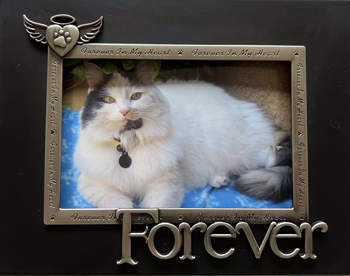 Five months ago today, in the late afternoon, my beautiful princess took her last breath 🐾 always remembered🐾furever loved🐾 #FarewellKanani #OTRB #RainbowBranch