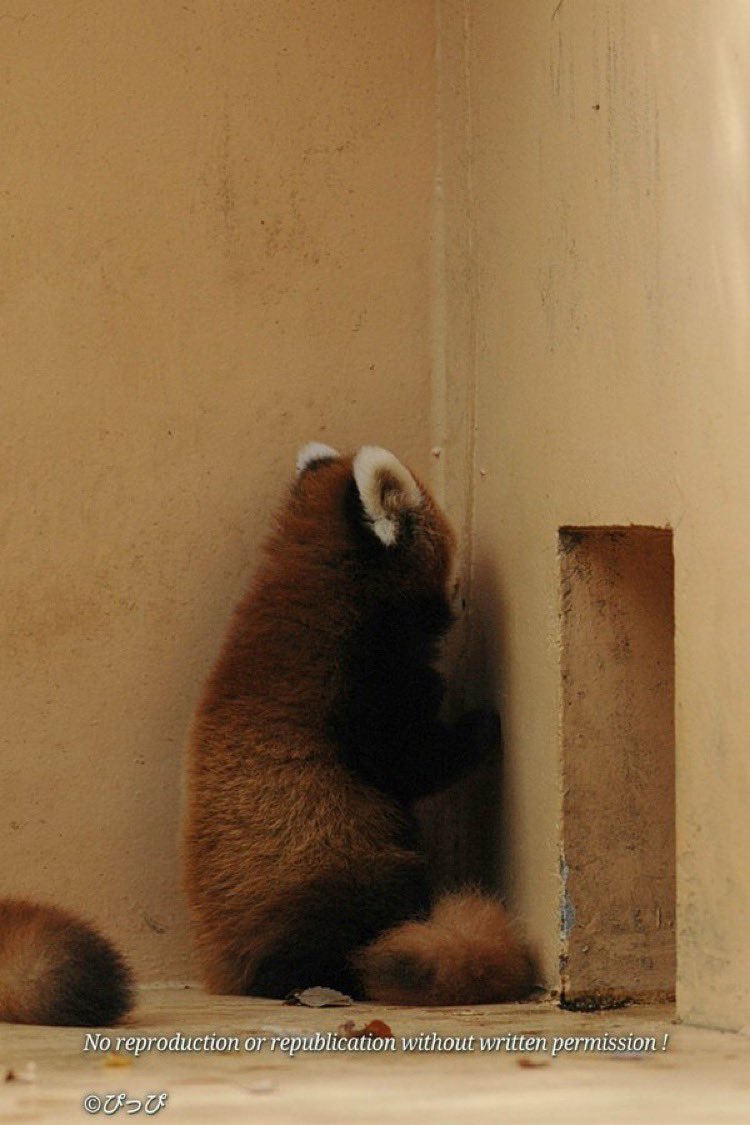 DailyRedPandas's tweet photo. https://t.co/1vIfhFty87