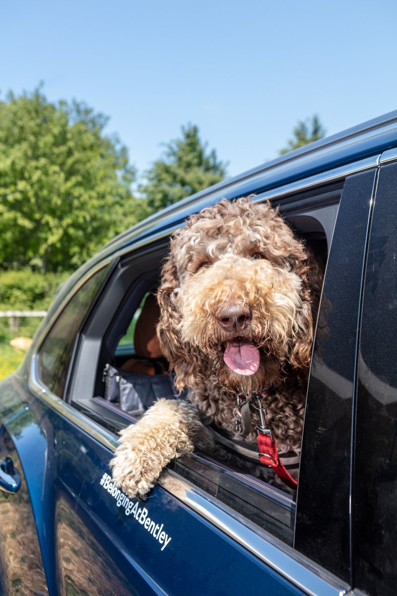 🐾The pup-paparazzi got me at #GoodWoof!
(<a href="/PetsAsTherapyUK/">Pets As Therapy</a> just sent over the photos, what do you think?) You can volunteer or sup-paw-t this charity, visit petsastherapy.org

#BelongingatBentley #officedogs #officedog #newfypoo
