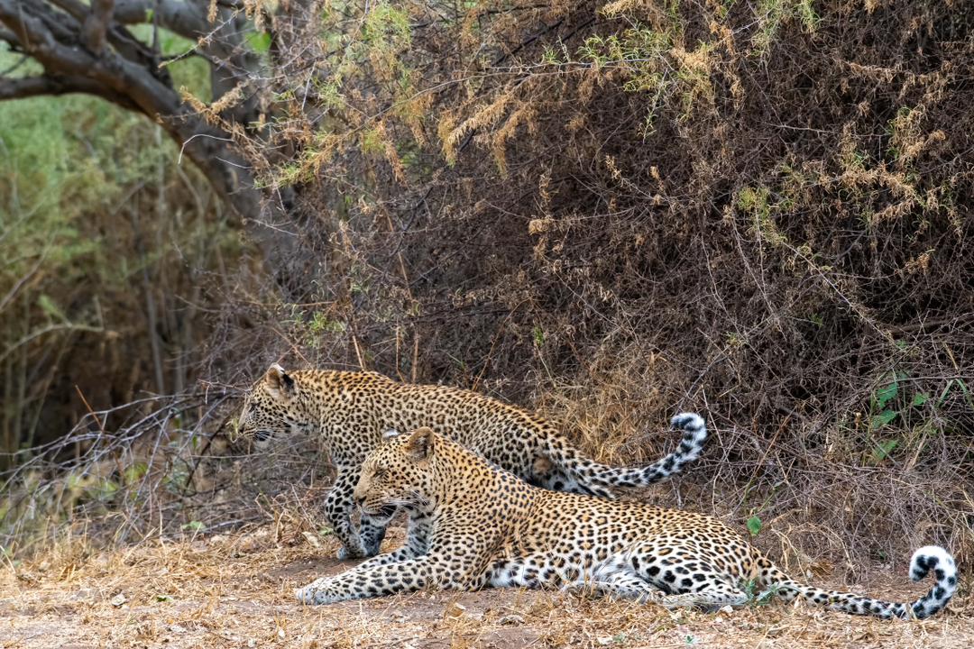 The future is feline.

Images by Aubrey Tseleng - Photographer

#mashatu #mashatugamereserve #botswana #travelafrica #explorebotswana #adventure #africa #travelgram #luxurydestination #thelandofthegiants #PushaBW #ilovebotswana #leopard #leopardcub #PhotoMashatu