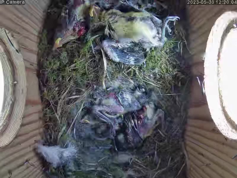 WildLifeSouthCo's tweet photo. @BBCSpringwatch Catastrophe in my bluetit nest today. Yesterday all healthy, today all dead. Checking camera it seems female left next at 12.40am + returned at 4.50am. Younger chicks trampled by older ones + died, all remaining died of cold! Brutal. https://t.co/4PdnbGhdI1