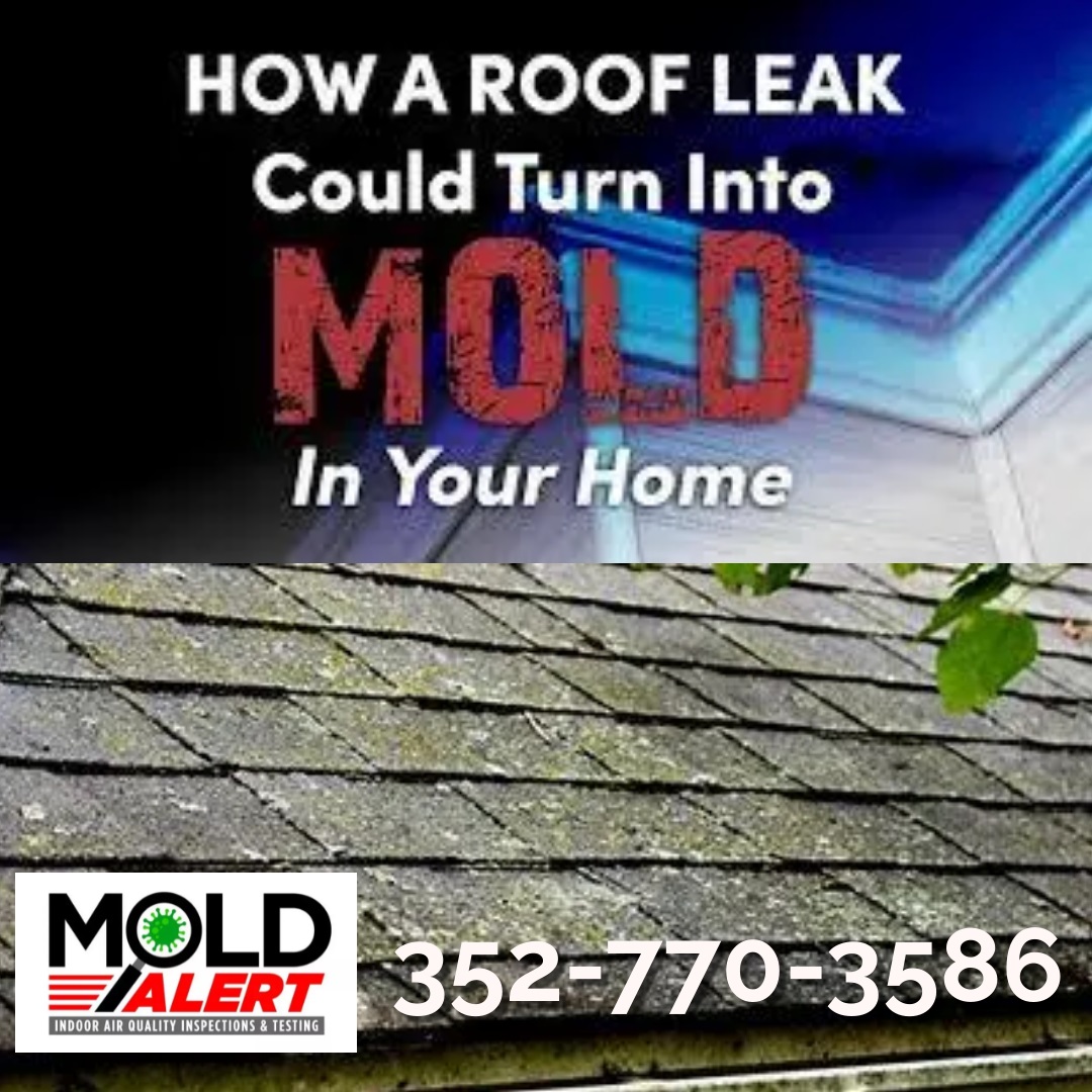 MoldAlertFL's tweet image. Did you know a leak could cause mold in as little as 24-48 hours and could start getting you sick as early as 3-9 hours after it forms? Didn't treat for mold? Give the professionals a call at Mold Alert - Air Quality Inspections &amp;amp; Testing. We are certified, licensed and insured!