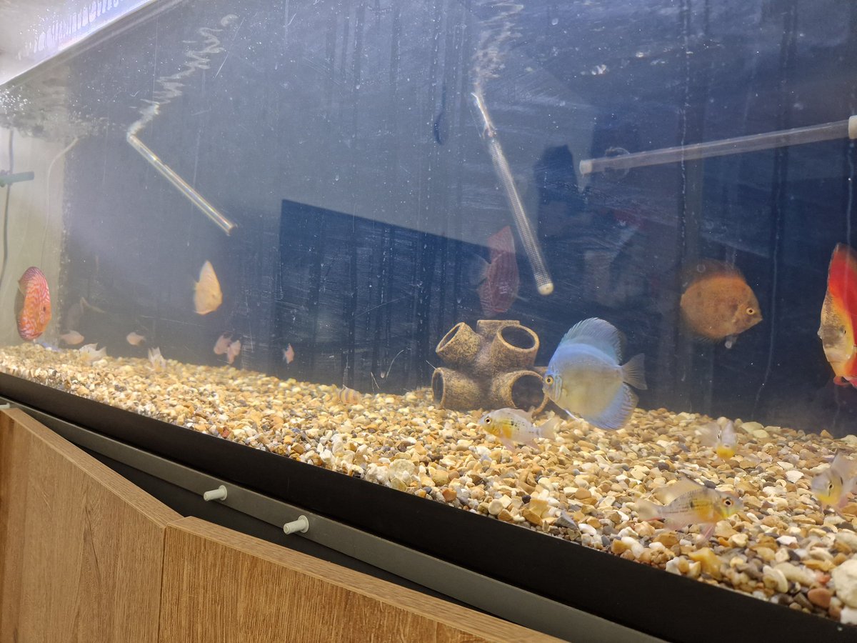 GinMutton's tweet image. #bolorianrams #discusfish #clownloaches #bleedinghearttetras #goldensiameseeaters
Fully Stocked 👌