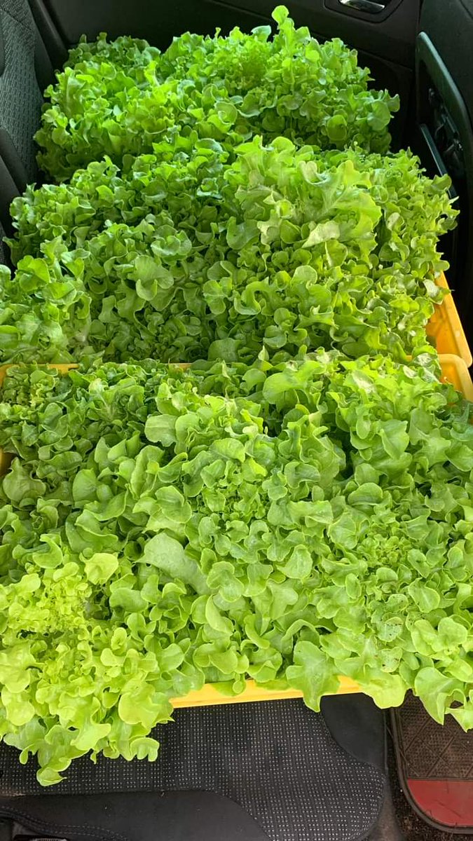 exitonicltd's tweet photo. In the face of fuel price subsidy removal and its potential impact on agriculture and food prices in Nigeria, individuals can take proactive steps to secure food on their table.
#exitonics MC Oluomo/Fuel Subsidy/Auxiliary/Dele Alake/EFCC/PBAT/Yoruba Ronu/Oshodi https://t.co/dE8y3chVOj