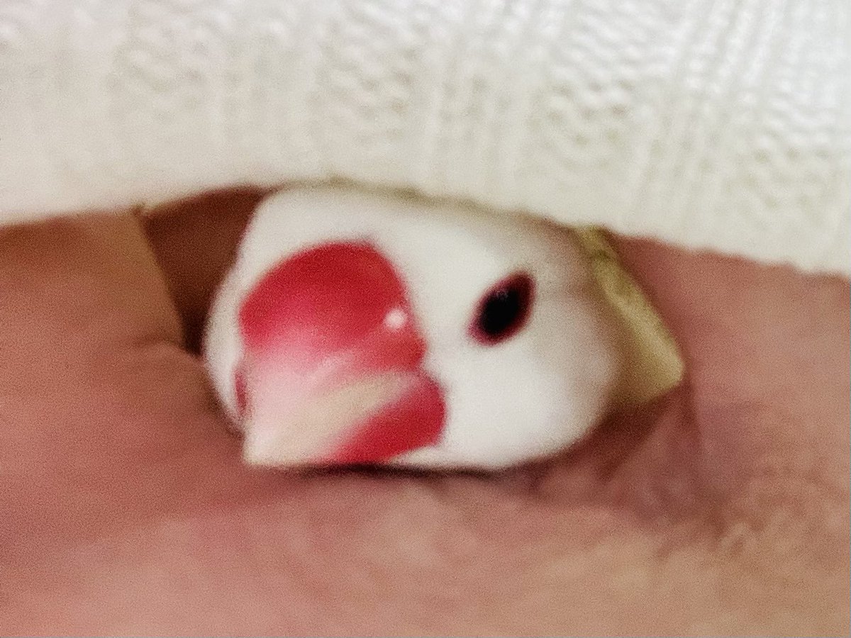 putinain's tweet photo. 現在(͒๑⃙⃘•࿉•๑⃙⃘)͒
#文鳥 https://t.co/rzkCJrcZZD