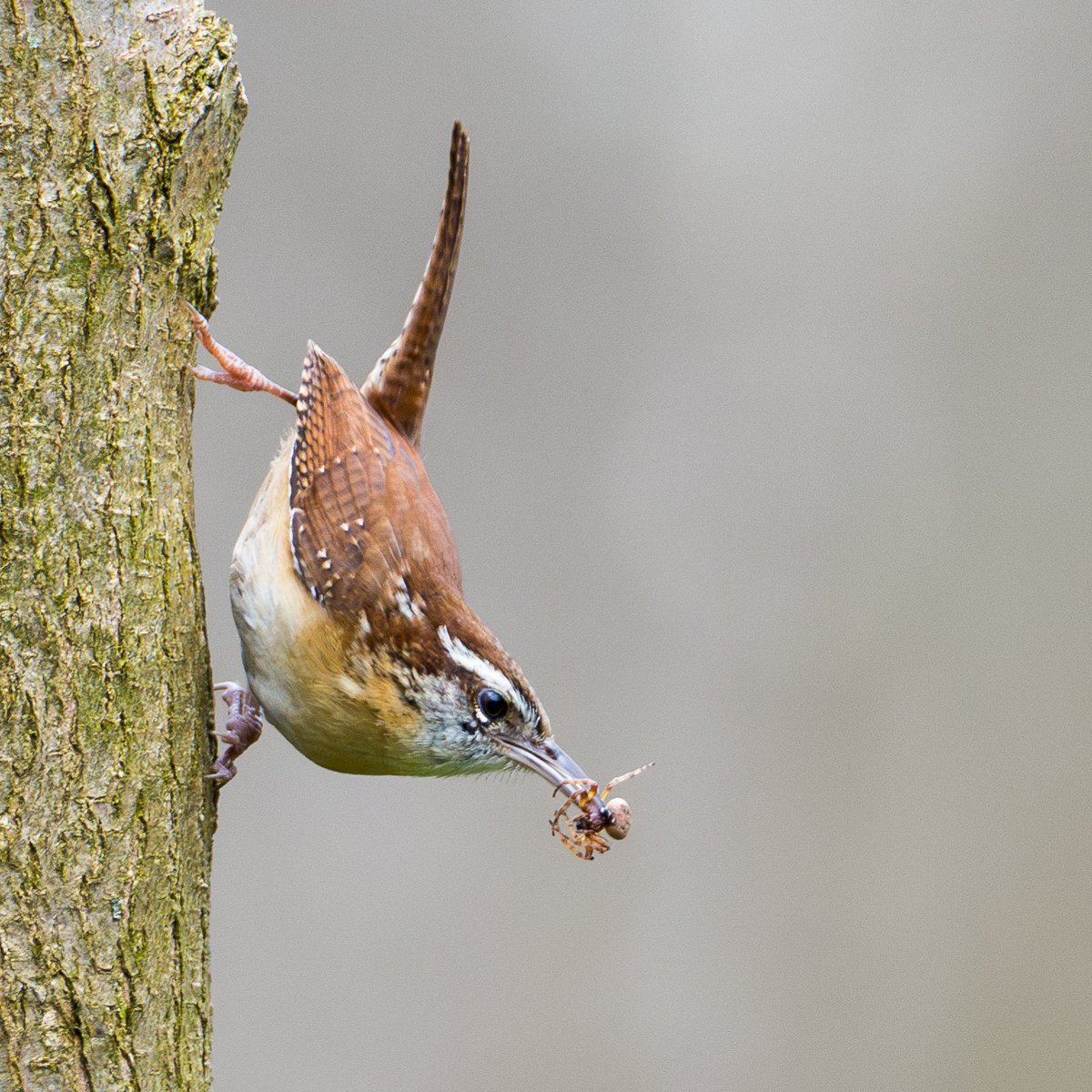 brettjforsyth's tweet image. Wrens, especially Carolina Wrens, are tiny packages of big personality. With songs fit for birds 10x their size, they&apos;re everywhere in Rondeau! This one, with a spider meal not for itself but likely for chicks, let me snap a great pic. 📸 Can you ID the spider? #BirdingFun