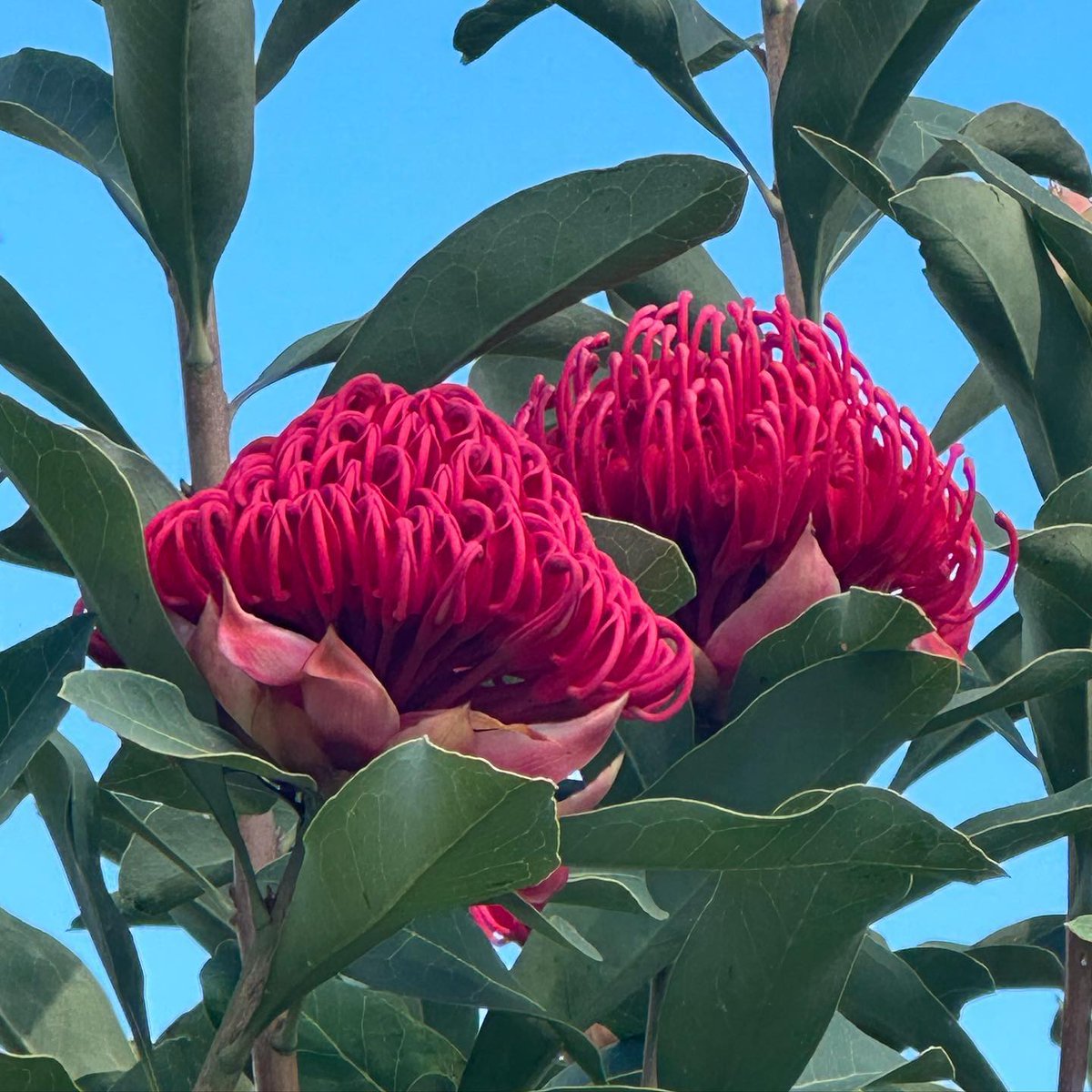 Did you know the plant name 'Waratah' comes from the Eora Aboriginal word, 'warada' meaning 'beautiful' or 'seen from afar'.🤩🎴 

📷 agnes_draws_a_line
📍 Australian Botanic Garden Mount Annan

#NRW2023