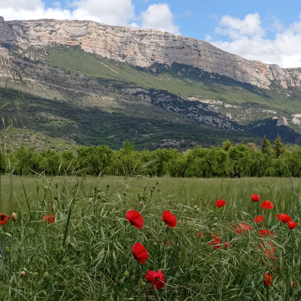 Flors i muntanyes.
🌹🌷🌿🌳🌲😉