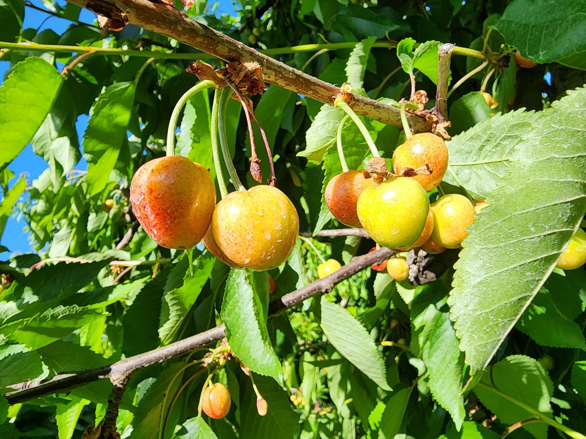 Seangilbertappl's tweet photo. Chelan and coral champagne cherries starting their last moves toward harvest, 3-4 weeks away. Again, good spacing will be good for size and consistent maturity https://t.co/XZpEHkdb5k