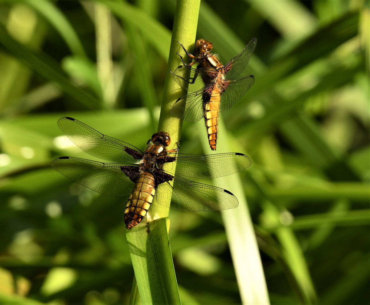 Broad Bodied Chasers  #TwitterNatureCommunity