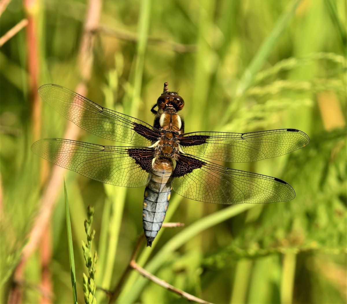 bidebermill's tweet photo. Broad Bodied Chasers  #TwitterNatureCommunity https://t.co/6Gc4fivYHE