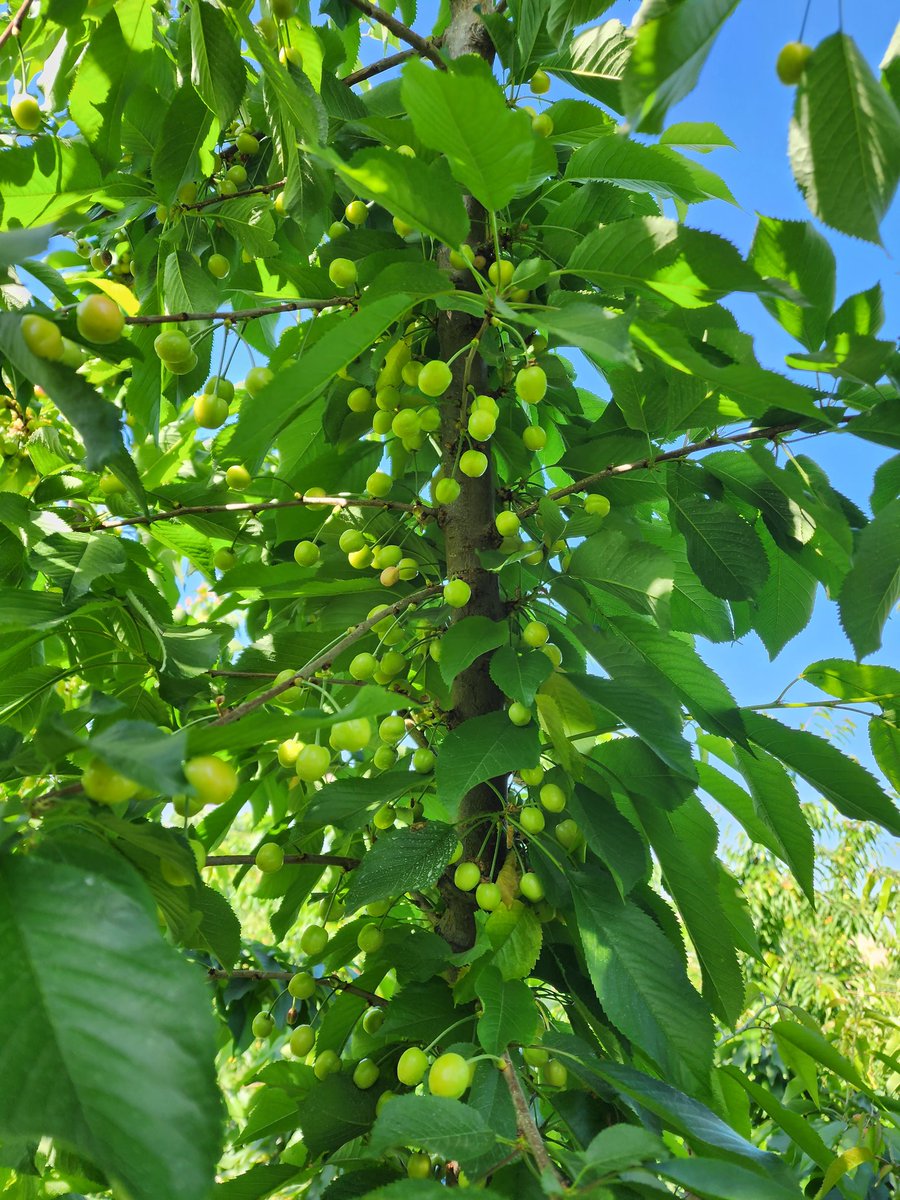 Seangilbertappl's tweet photo. Chelan and coral champagne cherries starting their last moves toward harvest, 3-4 weeks away. Again, good spacing will be good for size and consistent maturity https://t.co/XZpEHkdb5k