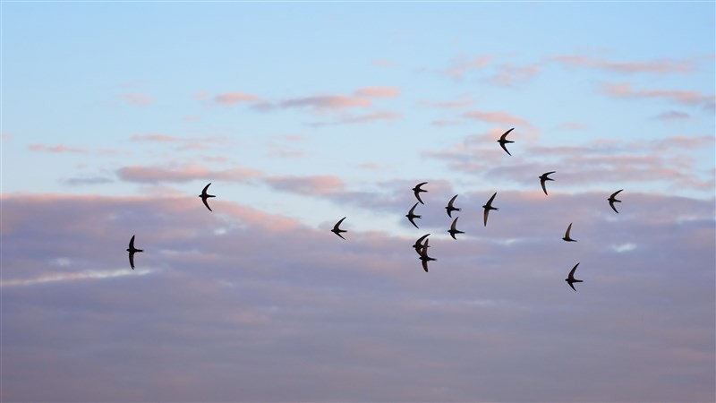 Vogelbescherming NL tweet media