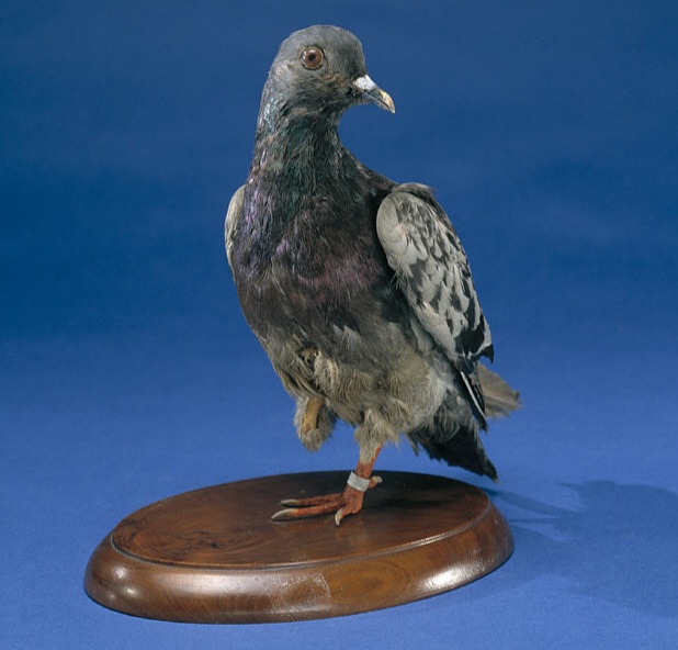 keeper_chat's tweet image. This week's episode will be delayed as we take time to honor those lost in battle 🇺🇲🐦🔫

If you haven't listened to the Bonus Episode on Cher Ami visit buff.ly/3d7CCeC and change that.