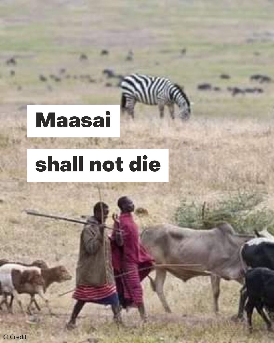 EU member states fund nature conservation in Tanzania, while Tanzanian government measures abuse the human rights of local communities. 
The Maasai ask donors to remember their human rights obligations.

> pingosforum.or.tz/speakers-tour-…

#MaasaiShallNotDie #DecolonizeConservation