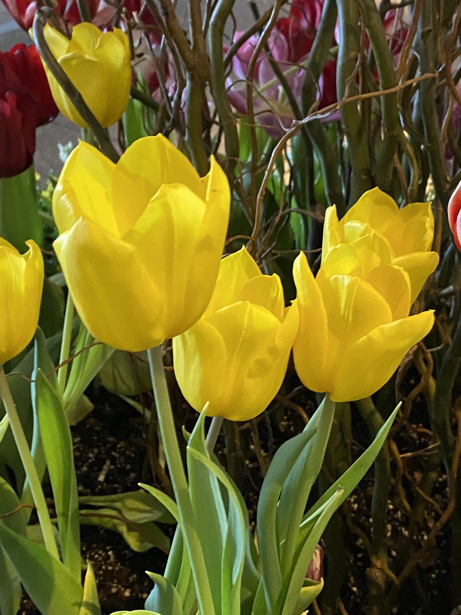 One more for #tuliptuesday as spring turns into summer. From my trip a few weeks ago. #tulips 💛🌷#flowers #gardening.