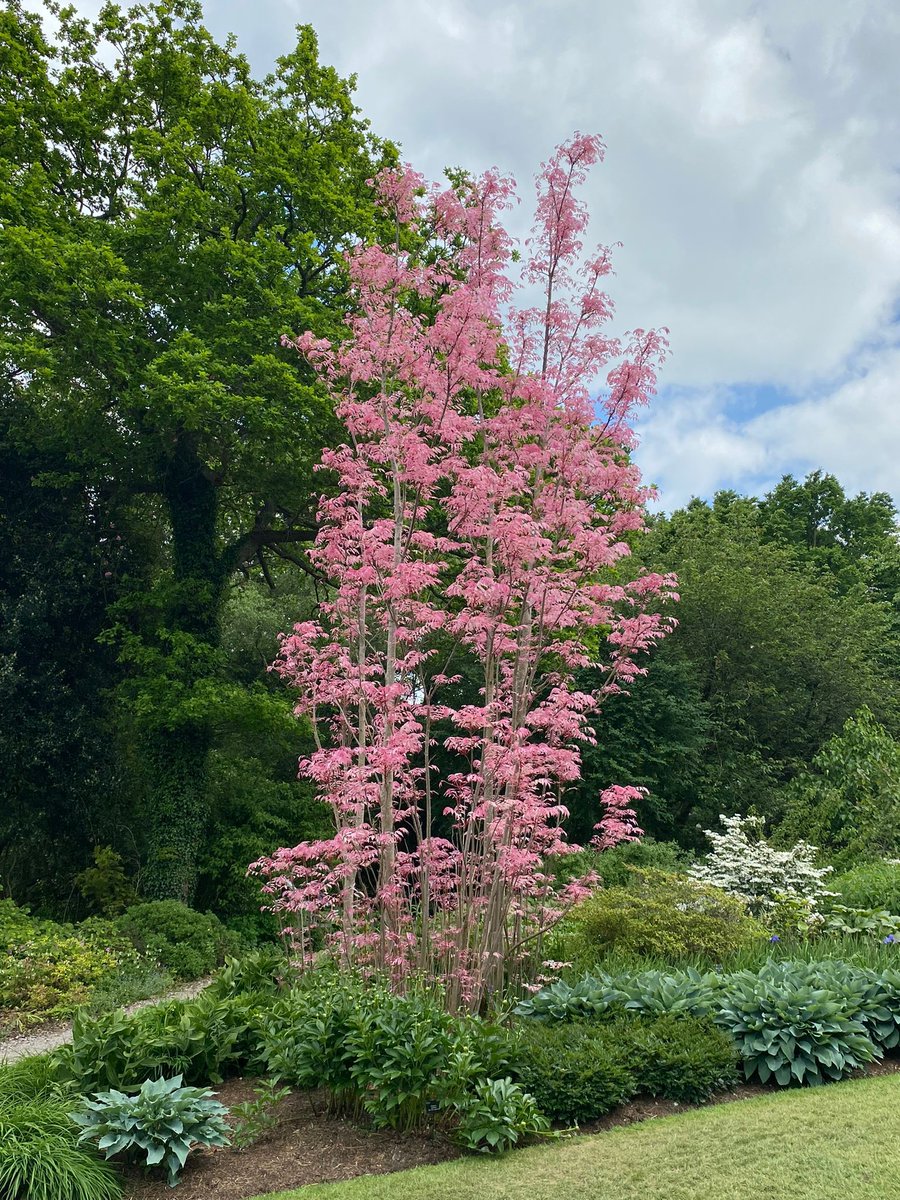 If visiting Wisley this week, look for the Toona sinensis 'Flamingo' tree located on Battleston Hill’s Broadwalk 🦩

The Chinese cedar has eye-catching pink foliage at the moment which will change to a creamy-yellow and then a rich green in summer.