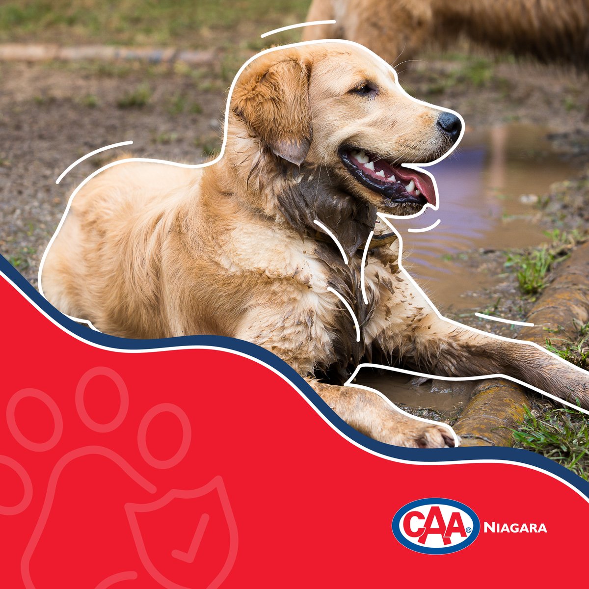 Help protect your fur babies from life's unexpected events. With CAA Niagara and Pets Plus Us's insurance, you can select the coverage that works for your pets' needs and save 12%. Get a quote: bit.ly/3ZB4Pl4 #CAANiagara #CAAInsurance #PetInsurance