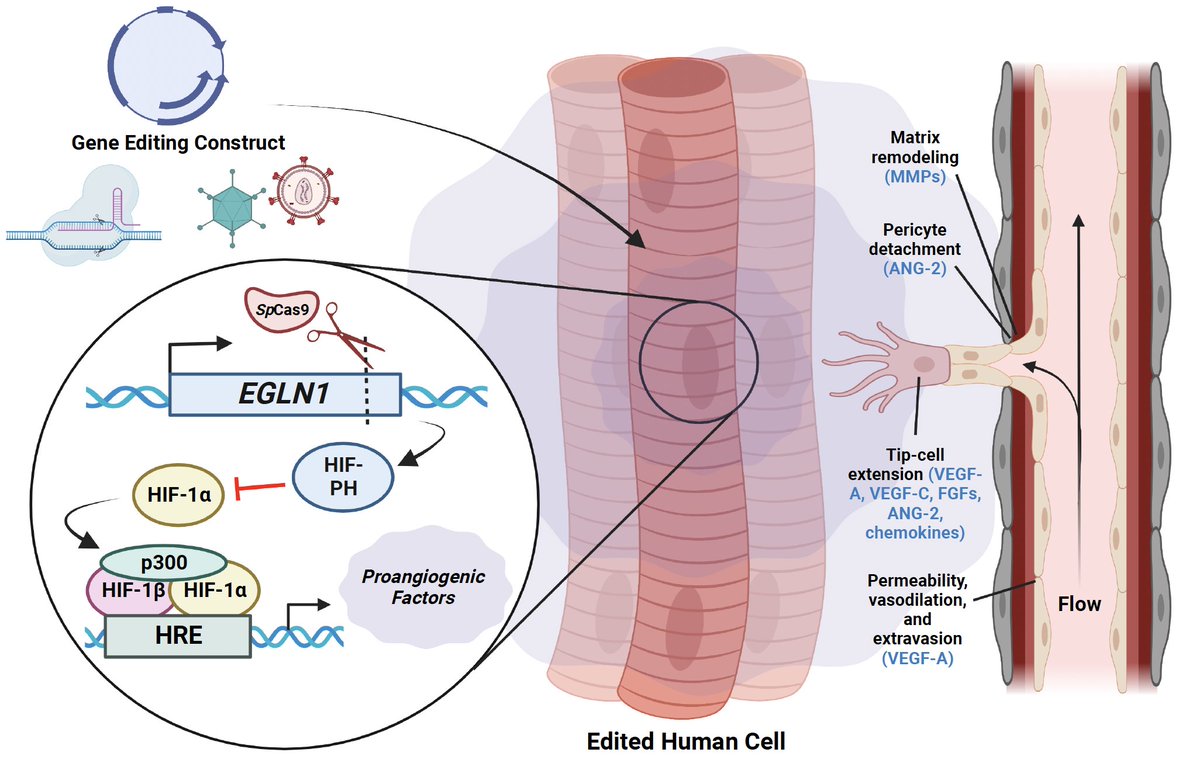 (1/3)🔬📢 Excited to share our lasted work  <a href="/shahinshamsucd/">Shahin Shams</a> <a href="/UCDavisCOE/">UC Davis College of Engineering</a> <a href="/UCDavisBMEGG/">UC Davis Biomedical Engineering Graduate Group</a>, <a href="/ROBERTASESSA/">ROBERTA SESSA STILHANO</a>. Harnessing the power of HIF-1α, the "proangiogenic master pathway", we are paving a promising path in therapeutic angiogenesis for chronic vascular diseases. 🧬 #Angiogenesis
