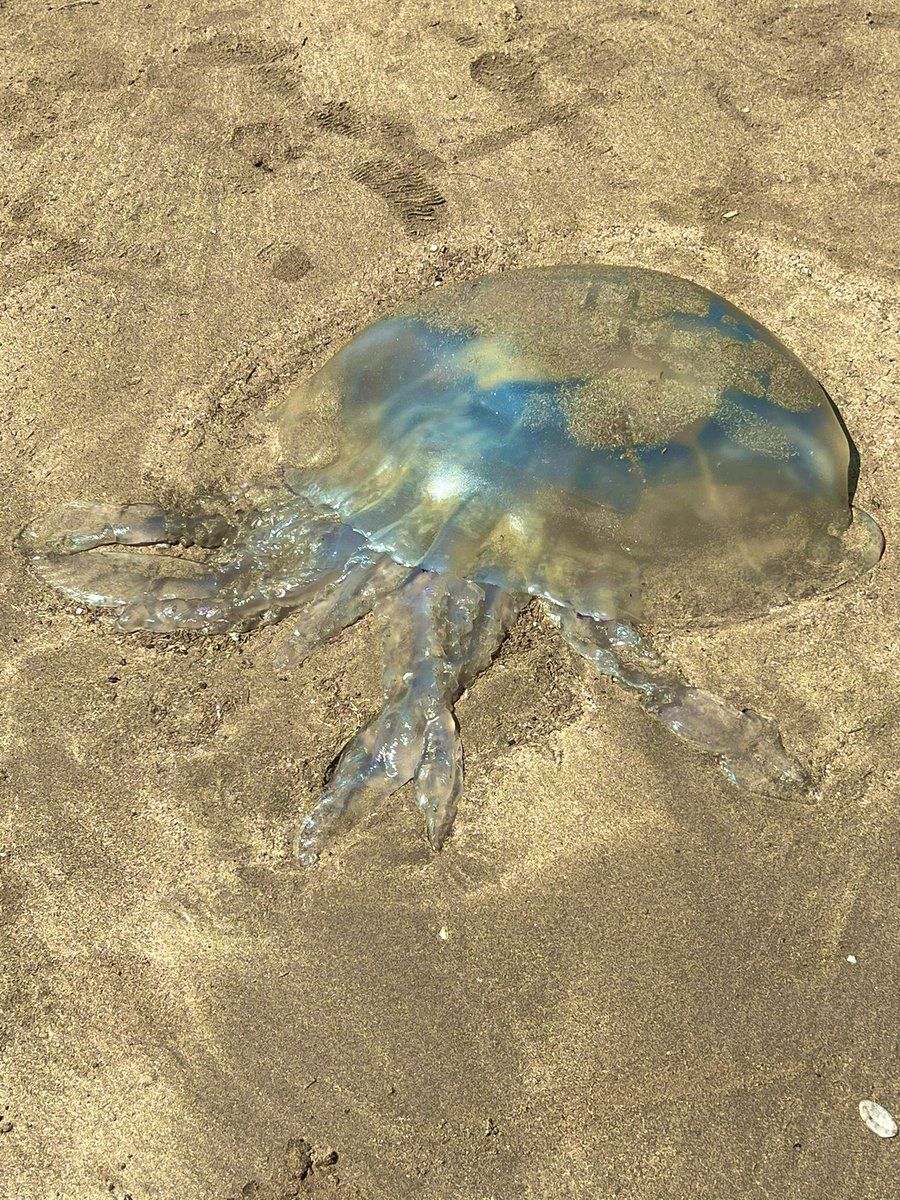 #Alien or #Jellyfish? Photo credit: Archie Hyde, 2023