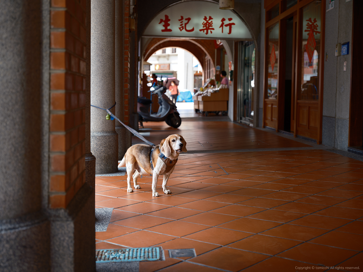 #Taiwan #Taipei #dogs #FUJIFILM #gfx100s #gf3264 #NostalgicNeg