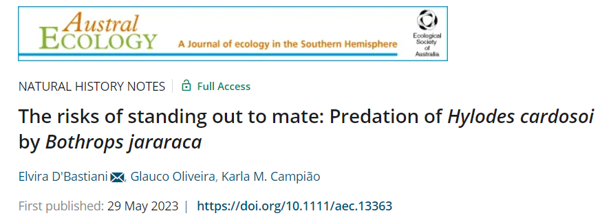 Exciting news! Our latest Natural history note was published in @AustralEcology! (..a result of my curiosity)🐍🐸 The risks of standing out to mate: Predation of Hylodes cardosoi by Bothrops jararaca🌿🔊 . Thanks Glauco Oliveira e  Karla M. Campião onlinelibrary.wiley.com/doi/10.1111/ae…