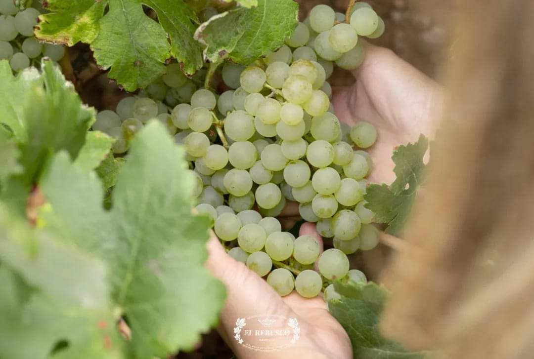 〰️ Nuestro paraíso natural, conocido mundialmente por la belleza de sus paisajes, la calidad de sus productos y la amabilidad de su gente #Canarias #30mayo #DíadeCanarias #isladevinos #vinosdealtura #IslasCanarias #CanaryIslands #enoturismo #vinocanario #ElRebuscoBodegas