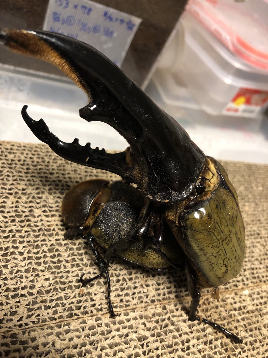 ヘラクレスオオカブトの特大標本