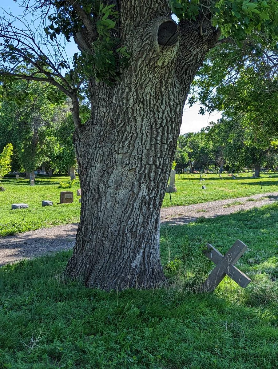 'You are a child of the universe, no less than the trees and the stars. In the noisy confusion of life, keep peace in your soul.' - Max Ehrmann

Photo: Pioneer Section of Roselawn Cemetery - Pueblo, Colorado

theordinaryextraordinarycemetery.com

#Trees #TuesdayTree #cemetery #cemeteries