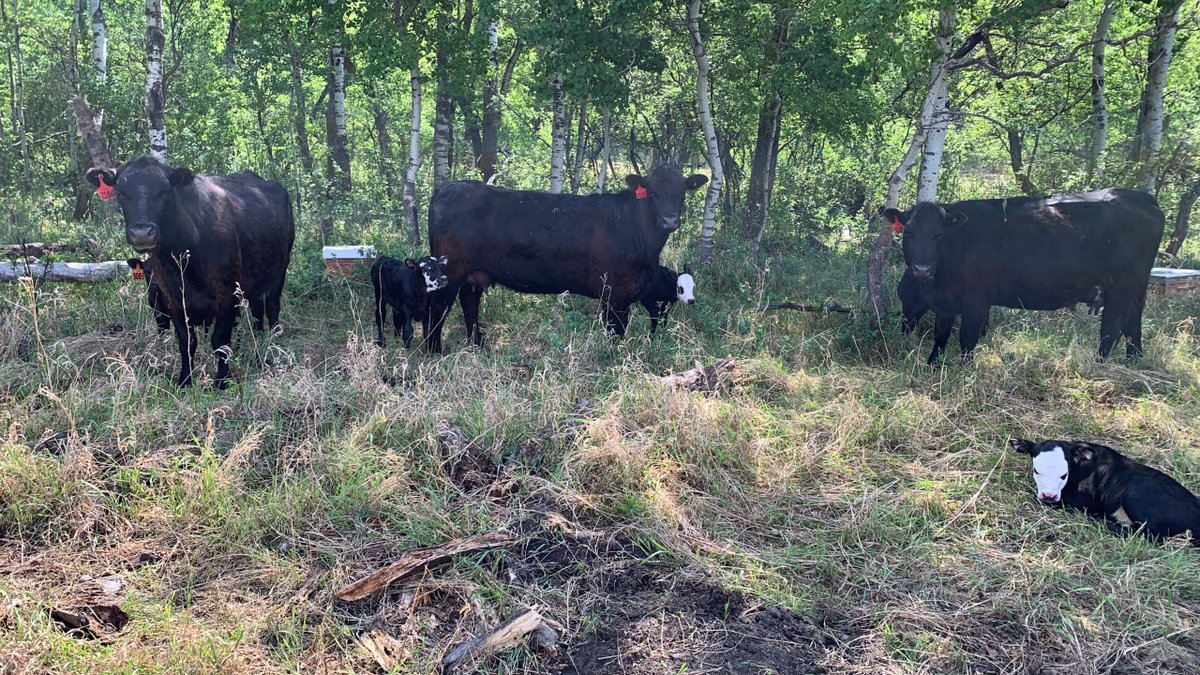 Calving season is in full swing! We time our calving with natural cycles to match forage quality and quantity.  The deer are having their babies right now and so are our cows!  #grassfedbeef #boydsbeef
