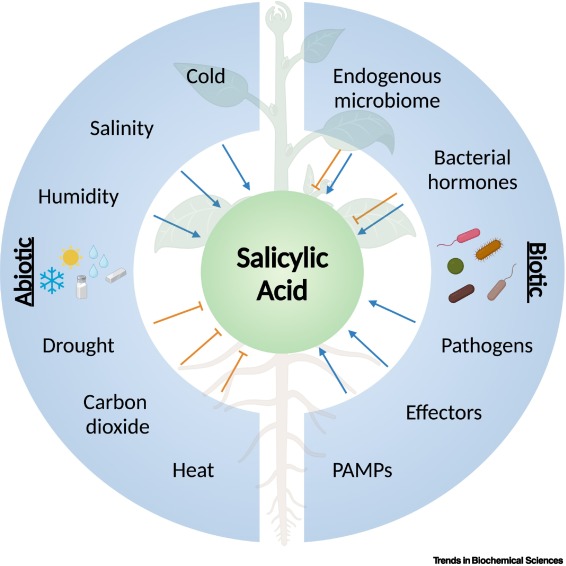 Online now - the Review 'Molecular regulation of the #salicylicacid hormone pathway in plants under changing environmental conditions' from @DanveC @ChristinaRossi_ and colleagues.
 
#plantimmunity #generegulation #climatechange

Read it here 👉 authors.elsevier.com/a/1h9tt3S6GfMl…