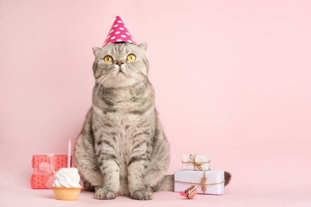 skillalicious's tweet photo. Happy stupid birthday cat day, @EmphasisSarcasm! 🎉🎂🥳 Have a meowgical day! https://t.co/sgYphlnDMA
