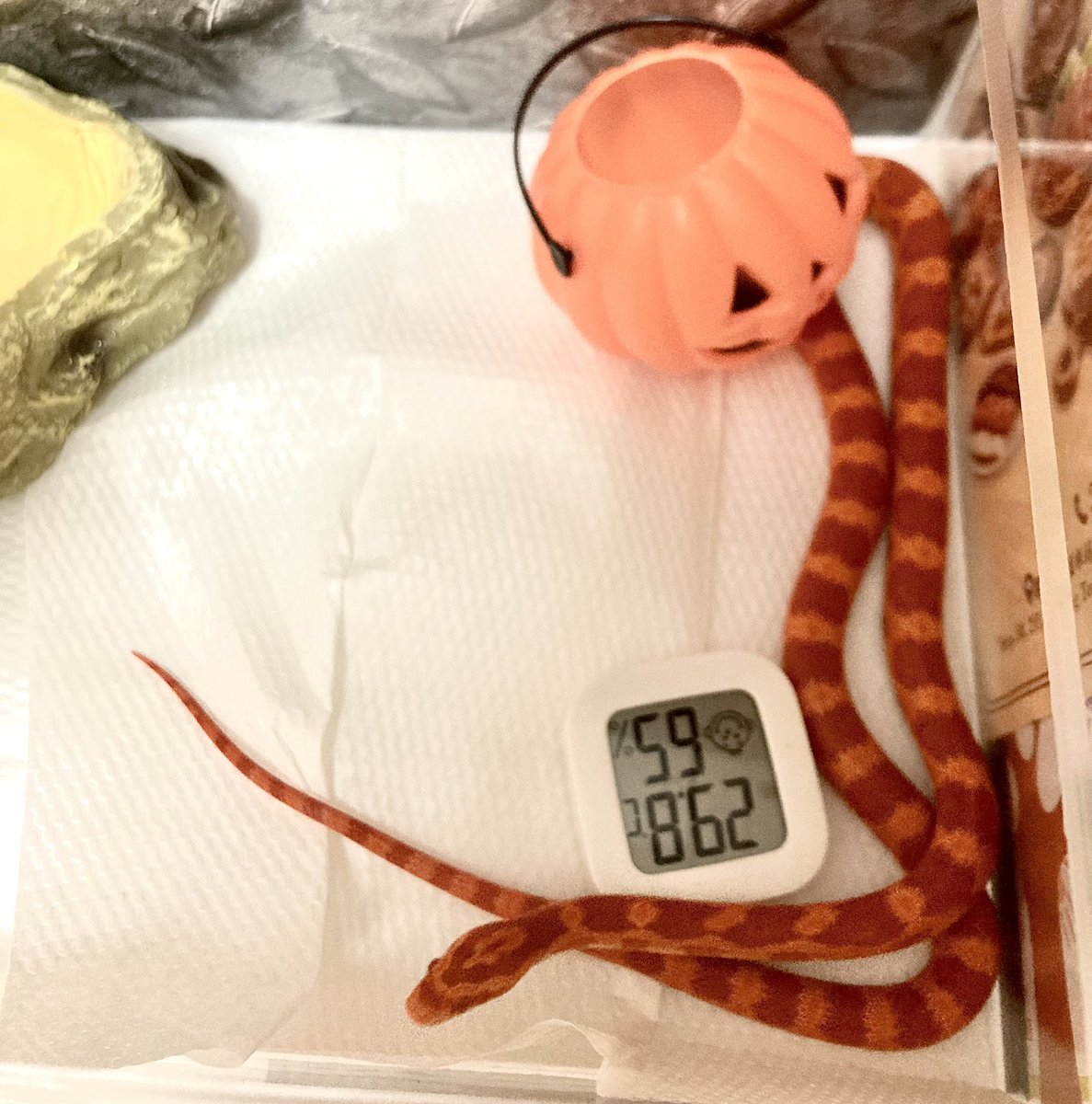 寶貝又蛻皮了現在是能在手腕上繞三圈的長長的蛇🥹
然後甘草糖快給我出來🥹