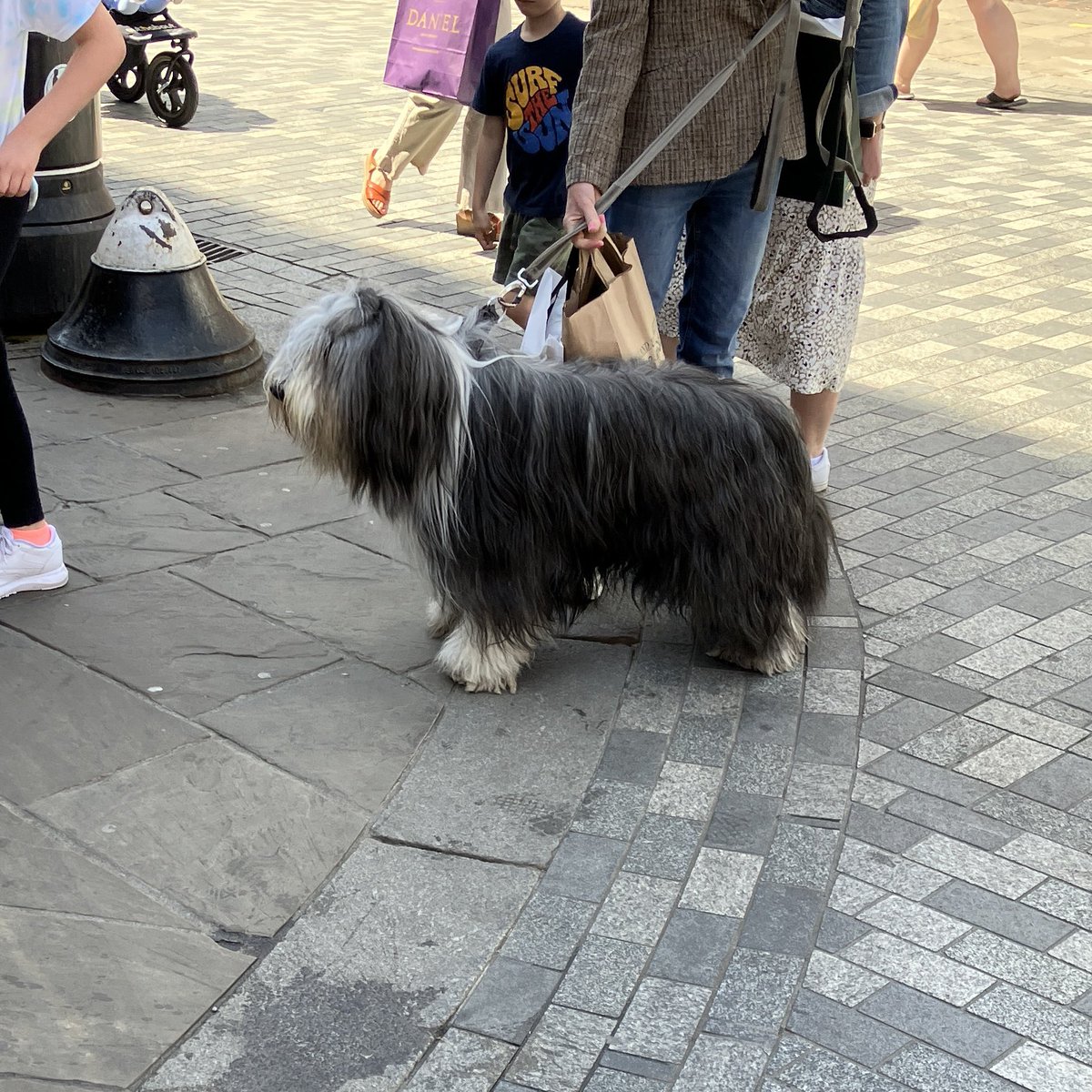 TheGhoti's tweet image. Me, in dog form!