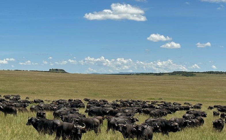 WWF_Kenya's tweet photo. 83.7% of wildlife species counted in the 2021 census in the Maasai Mara Ecosystem are hosted in community conservancies, the remaining 16.2% live in the Maasai Mara National Reserve and Mara Triangle.

According to the #MaraWildlifeCensus report, the most abundant wildlife species in the Maasai Mara Ecosystem are wildebeests (37,281), common zebras (32,358), buffalos (11,604), impalas (10,610), and Thompson gazelle’s (8,278) . There are 2,595 elephants in the Mara ecosystem, a slight increase from  2,493 individuals recorded in 2017.