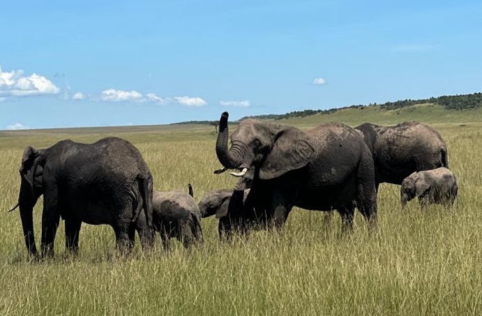 WWF_Kenya's tweet photo. 83.7% of wildlife species counted in the 2021 census in the Maasai Mara Ecosystem are hosted in community conservancies, the remaining 16.2% live in the Maasai Mara National Reserve and Mara Triangle.

According to the #MaraWildlifeCensus report, the most abundant wildlife species in the Maasai Mara Ecosystem are wildebeests (37,281), common zebras (32,358), buffalos (11,604), impalas (10,610), and Thompson gazelle’s (8,278) . There are 2,595 elephants in the Mara ecosystem, a slight increase from  2,493 individuals recorded in 2017.