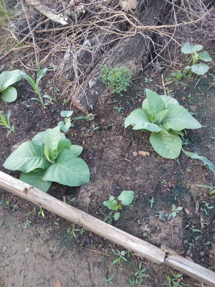 FieldButcher's tweet image. In just a year an a half, i might be enjoying my own homegrown tobacco