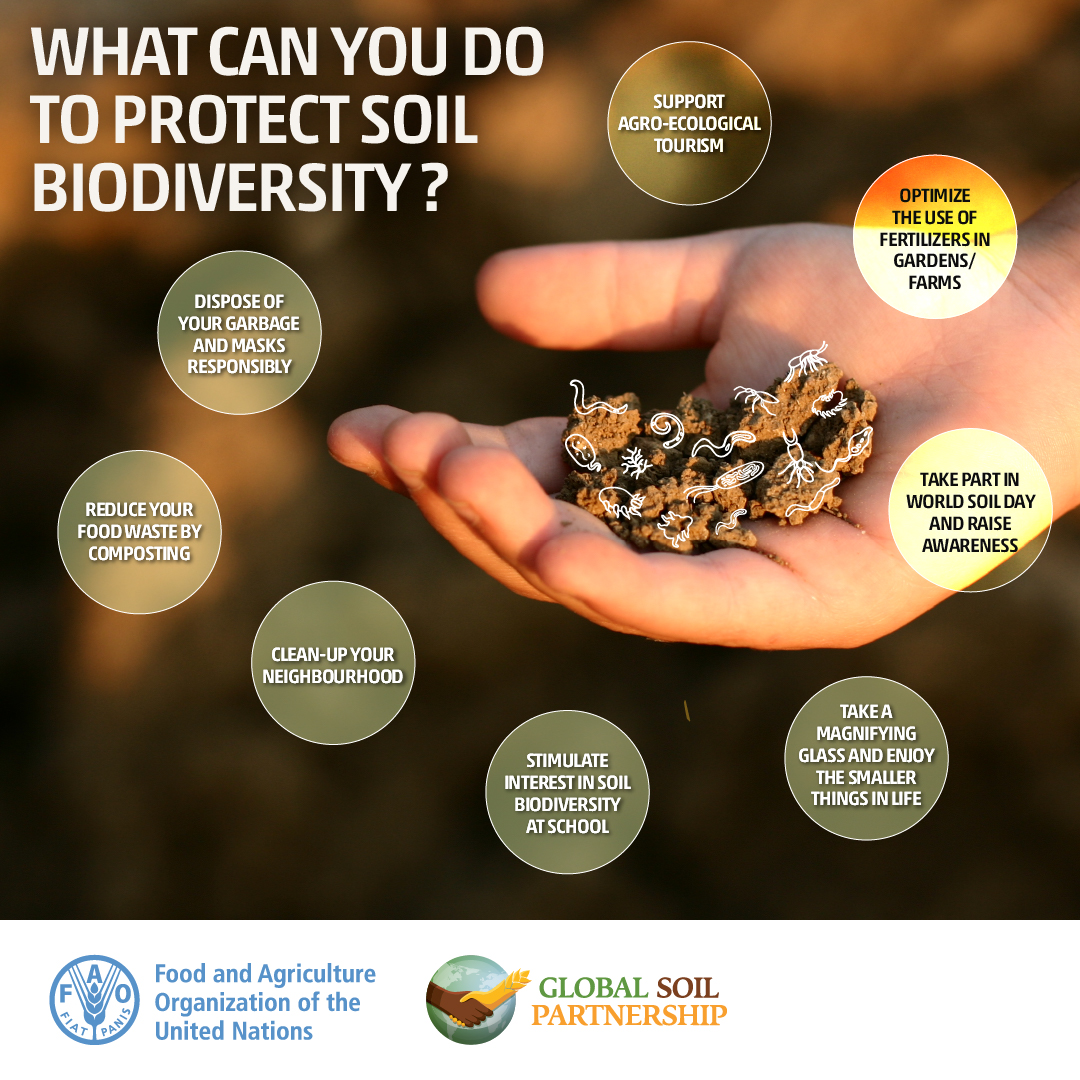 By safeguarding the intricate web of life beneath our feet, we ensure sustainable food production, clean water and a resilient environment.  

#SoilHealth #BuildBackBiodiversity #SoilBiodiversity 

Find out how you too can contribute👇🏿👇🏿

Via @FAOLandWater