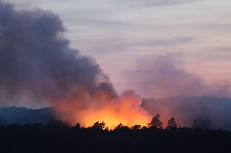 Surrey Palms & Exotics on Twitter: 