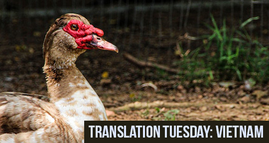 We’re back this #translationtuesday with a fresh piece of animal-themed literature!

“Muscovy Ducks” by Tô Hoài investigates the inexplicable lives of a paddling of ducks on a farm in Vietnam. tinyurl.com/4yecxn3a