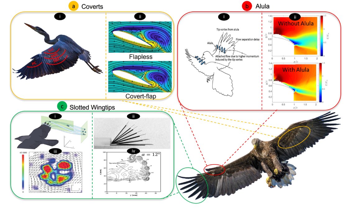 A new review article in @commseng from the group of <a href="/awissa_bid/">Aimy Wissa</a> gives an overview of flow control strategies used by birds, insects and aquatic animals and their adoption in engineered structures. nature.com/articles/s4417… <a href="/AhmedKOthman1/">Ahmed K. Othman</a> <a href="/DiaaZekry/">DIAA ZEKRY</a> <a href="/eagerexocoetus/">Valeria Saro-Cortes</a> <a href="/paullee148/">Paul Lee</a>