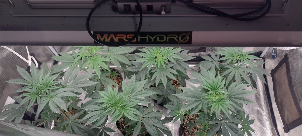 DjVisionaire's tweet photo. π± "Z Pie x Zkittles BX2'" @Raw_Genetics_ Testers Under the @MarsHydroLight #Tsl2000 #AllInOneGrowKit π‘βΊππ¨
π§ͺ@iBEX_Nutrition π #KidCatapult
#growyourown #CannabisCommunity #cannabisculture #CannaLand #WeedMob #420community #420friendly #Mmemberville #StonerFam #SeedTesters https://t.co/vOuhUh3WJ0