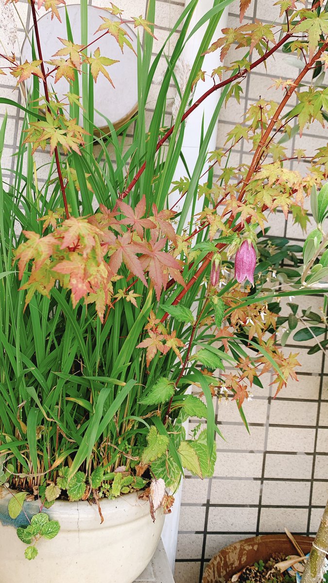「ほったらかすためにつくった多年草鉢へ2年前に植えたホタルブクロが初開花!かわいい」|ねじ太のイラスト