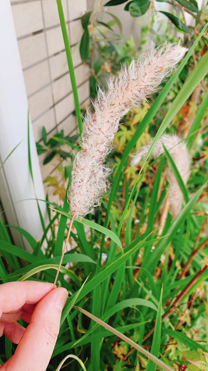 「ほったらかすためにつくった多年草鉢へ2年前に植えたホタルブクロが初開花!かわいい」|ねじ太のイラスト