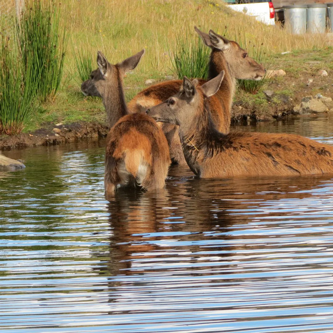 Only a few more days until it's "officially" Summer😎 Soon our residents will be cooling off with a dip outside reception 🦌💦

If you fancy a dip, here are a few of our favourite spots🏊‍♀👇
👉 eaglebrae.co.uk/news/wild-swim…
